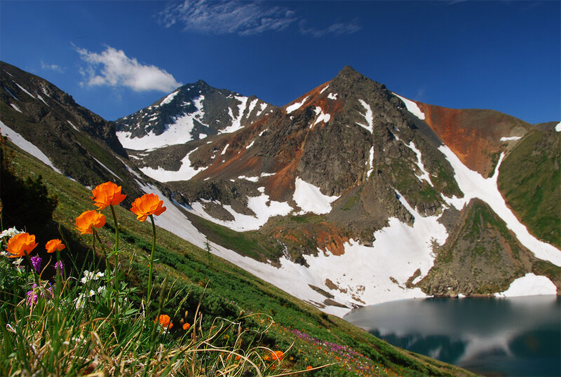Alpine Flowers and Mountain