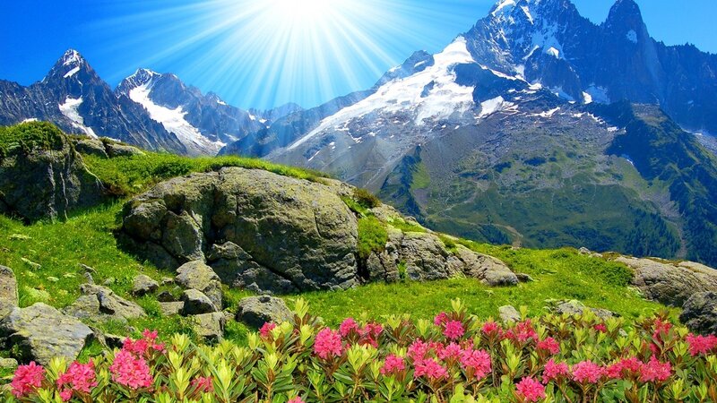 Alpine Flowers and Mountains