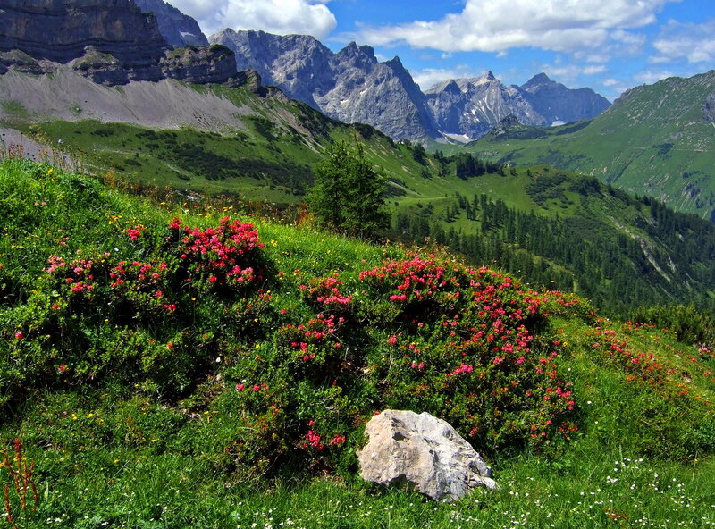 Alpine Flowers on Hillside