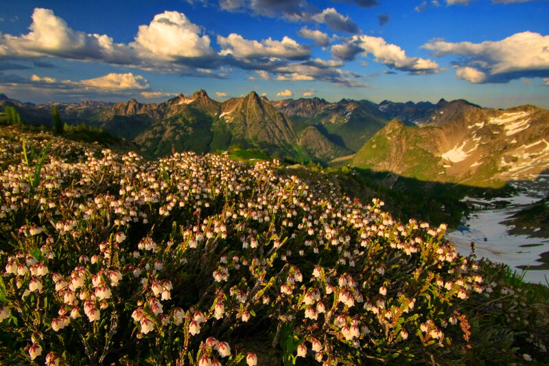 Alpine Flowers on Mountain — Blue