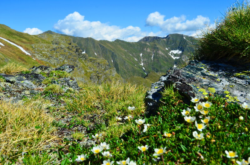 Alpine Flowers on Mountain