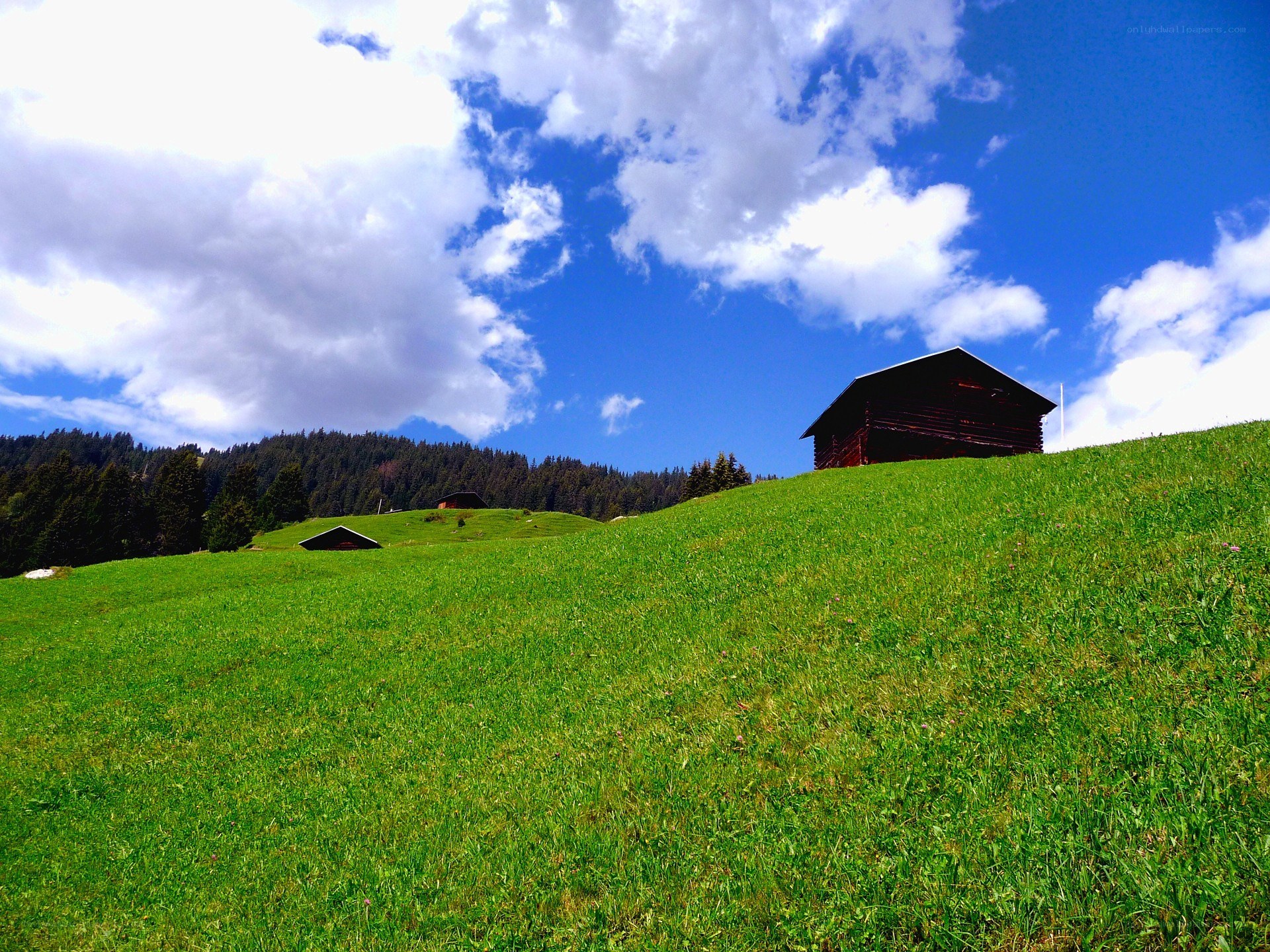 Alpine hut on a green hill
