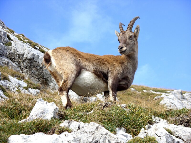 Alpine ibex on a rocky slope