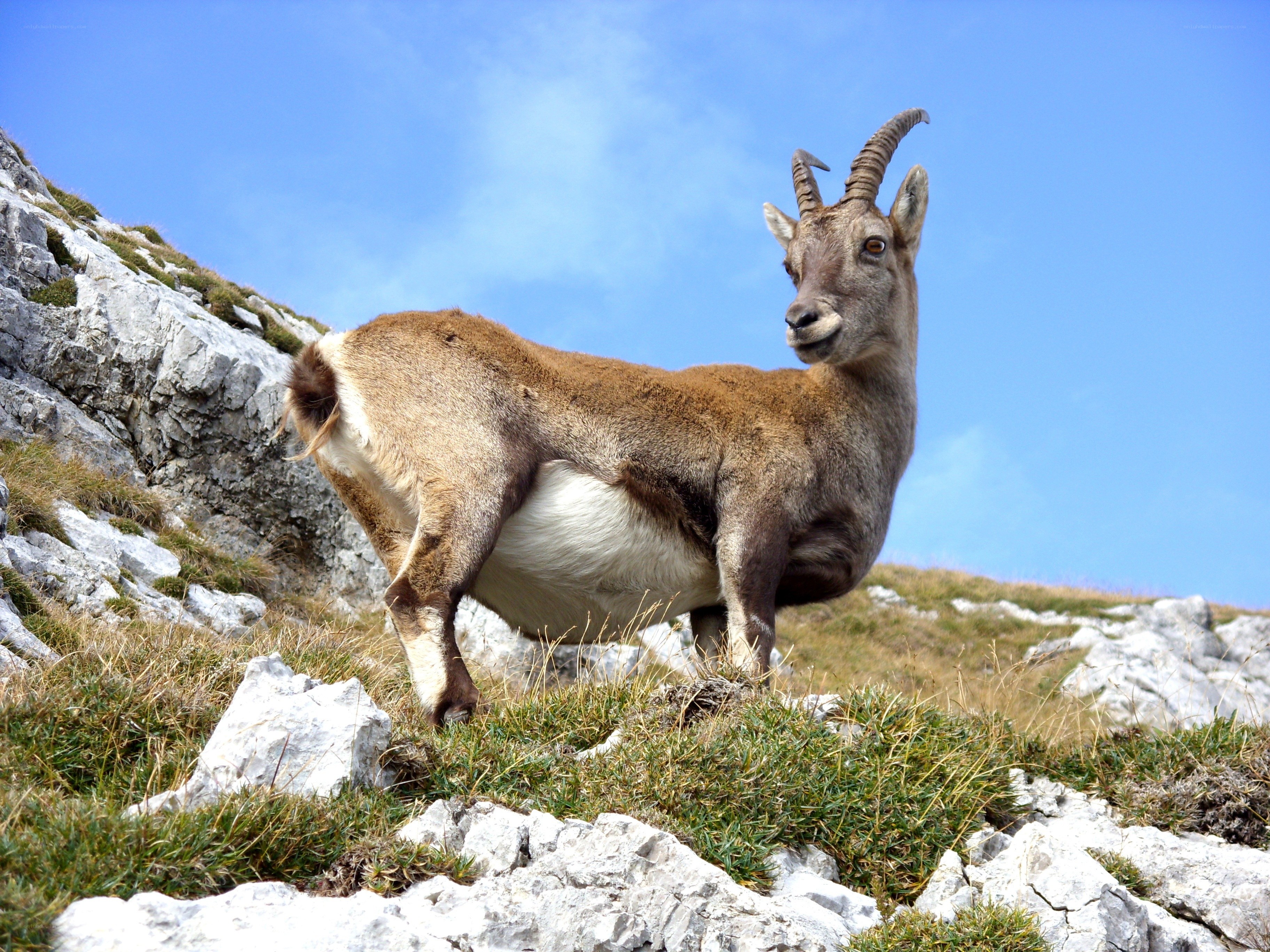 Alpine ibex on a rocky slope