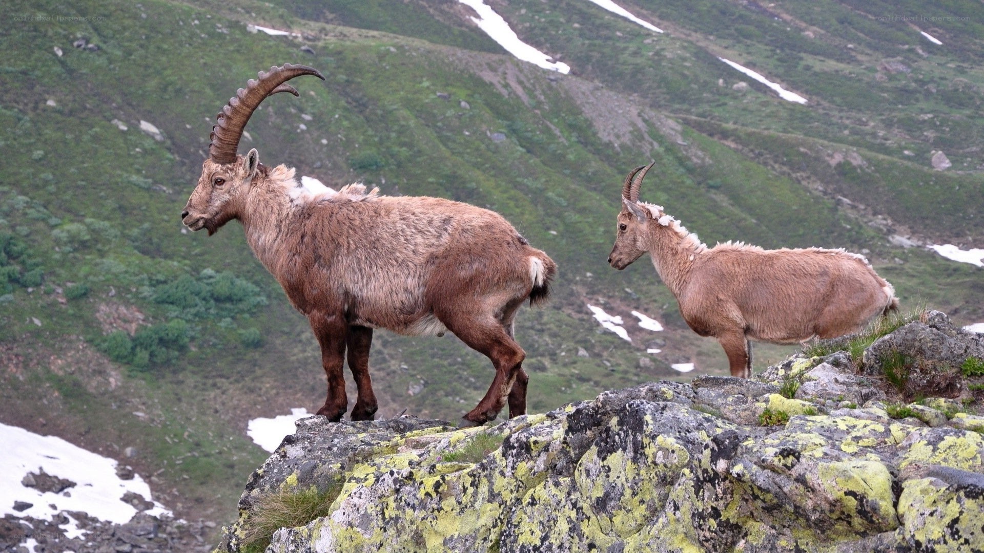 Alpine ibex on rocky cliff