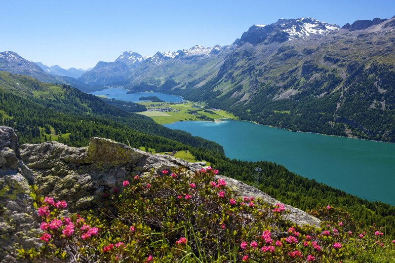 Alpine Lake and Mountains — Blue, Serene, Summer, Photograph, Flowers, Forest