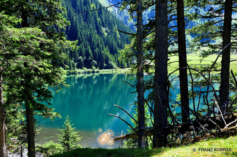 Alpine Lake in Forest