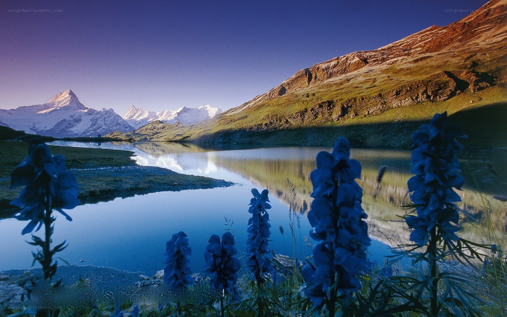 alpine lake with blue flowers