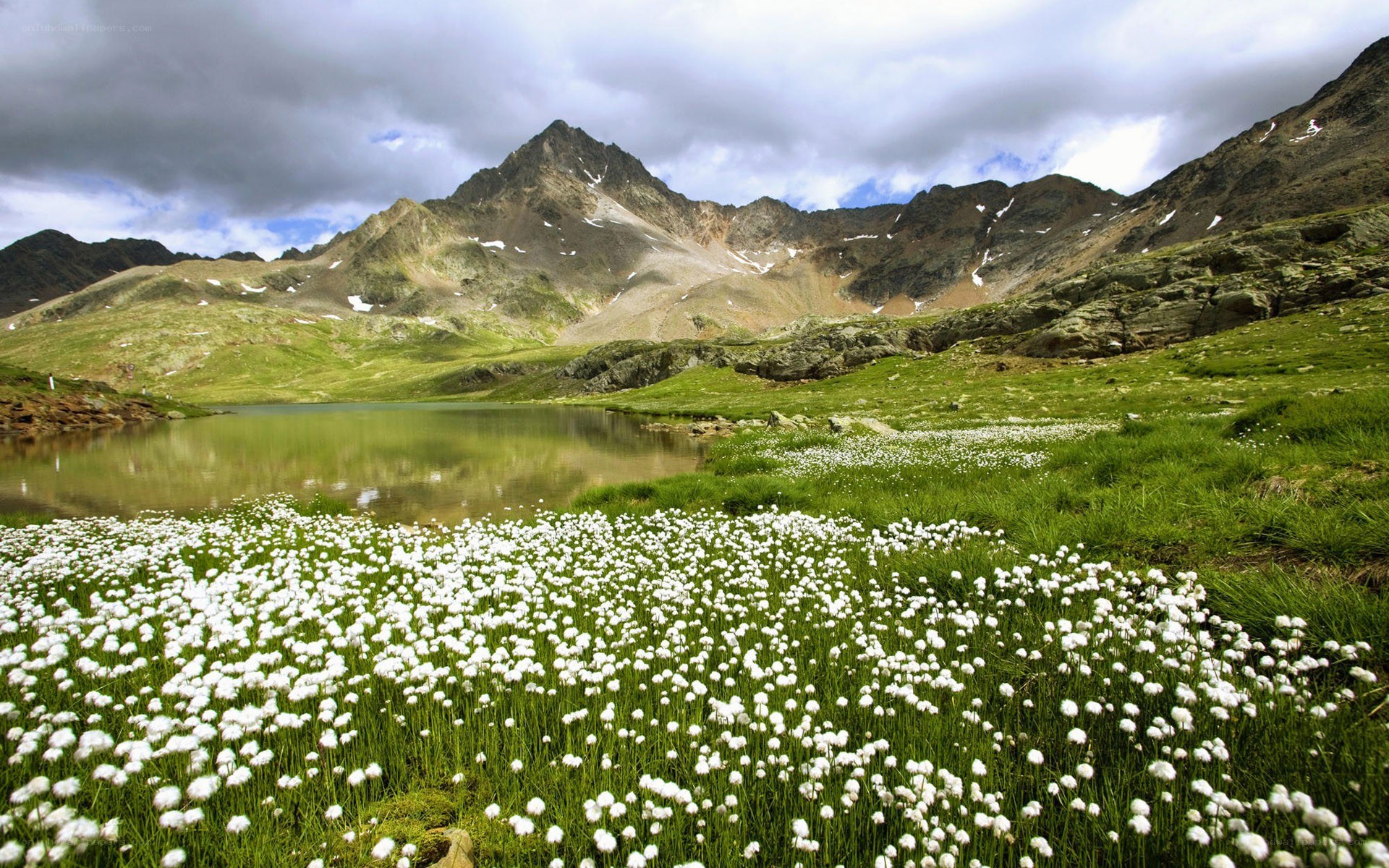 Alpine lake with cotton grass
