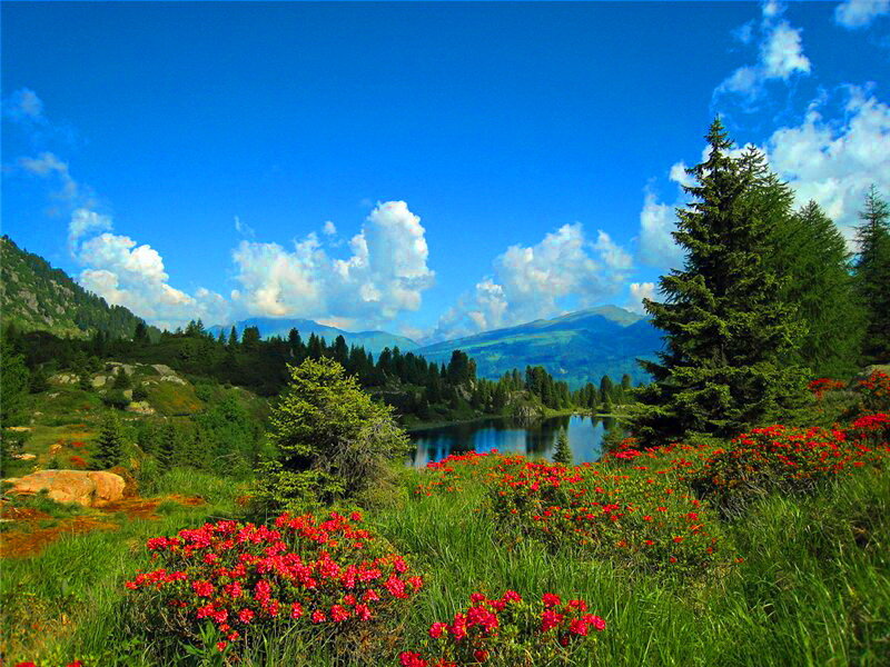 Alpine Lake with Flowers — Blue
