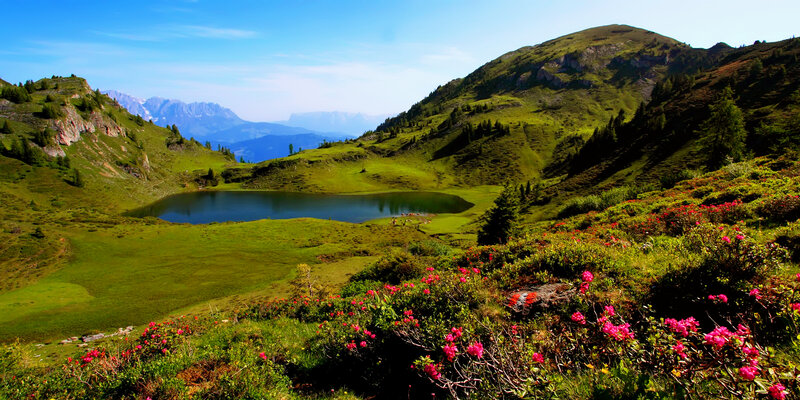 Alpine Lake with Flowers — Green, Serene, Summer, Photograph, Mountains