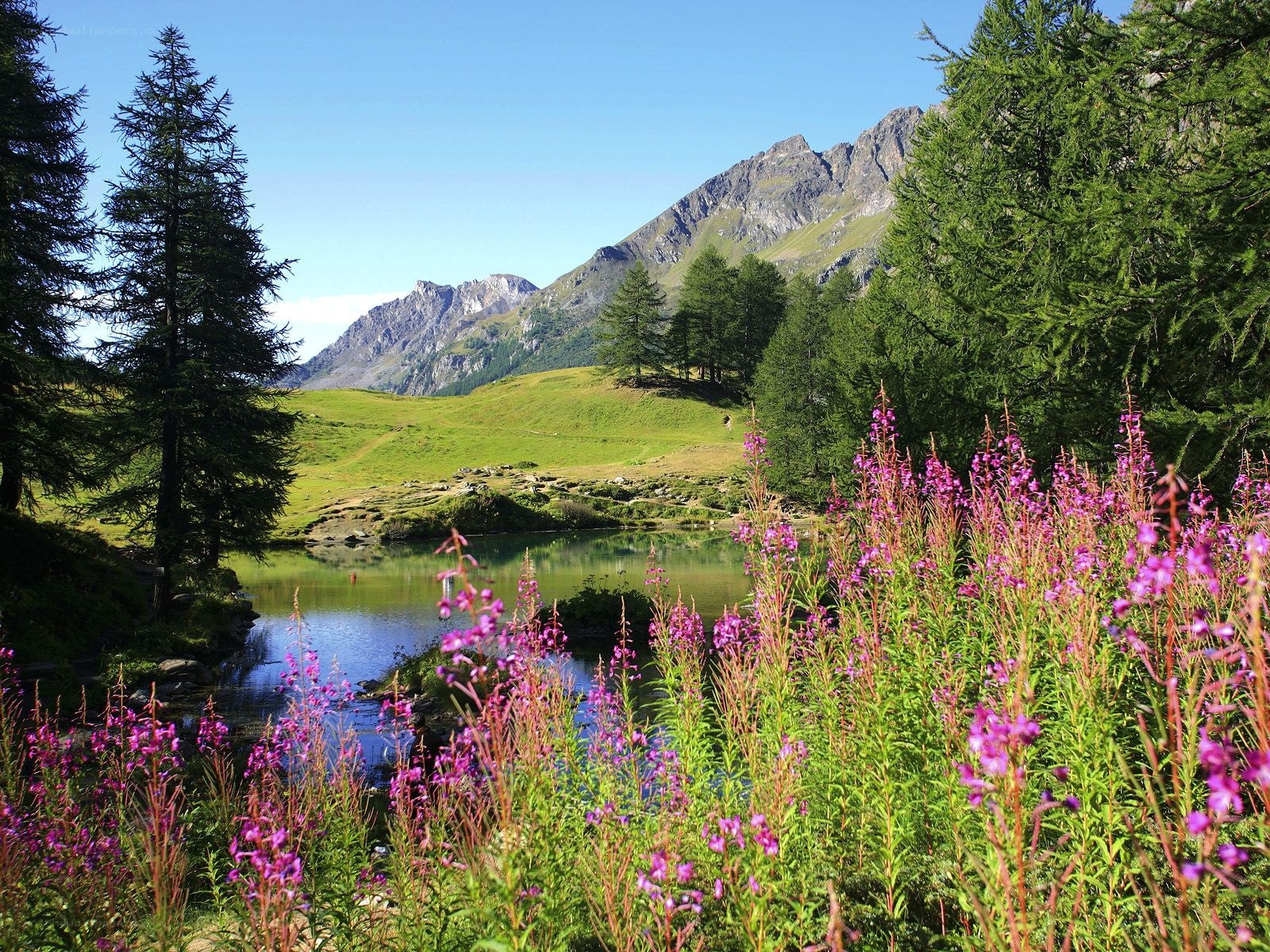 alpine lake with purple flowers