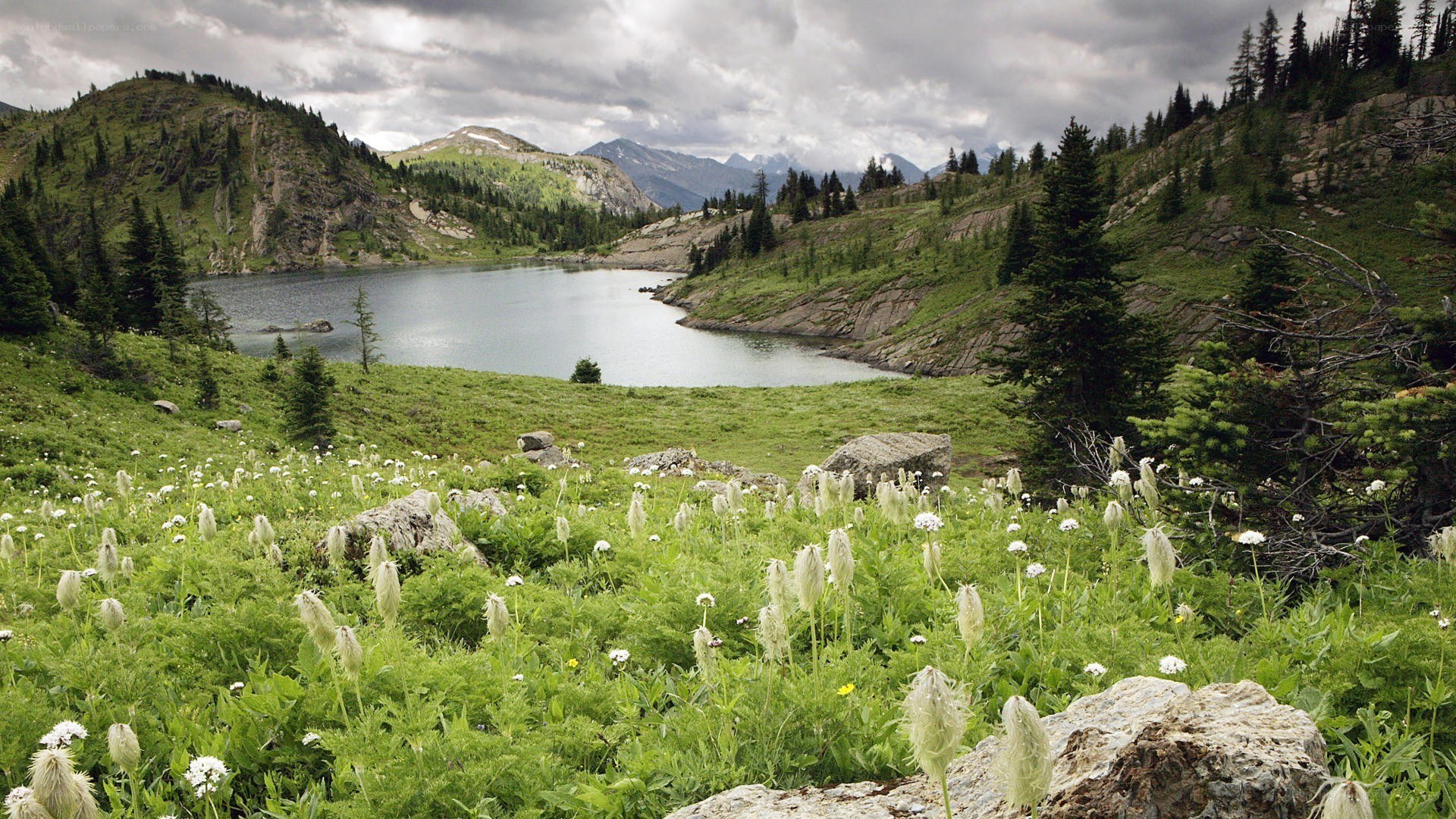 alpine lake with wildflowers