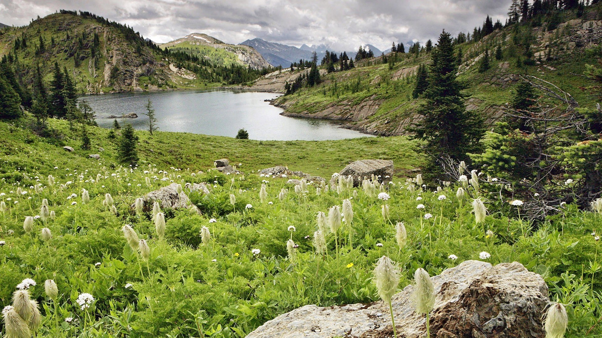 alpine lake with wildflowers