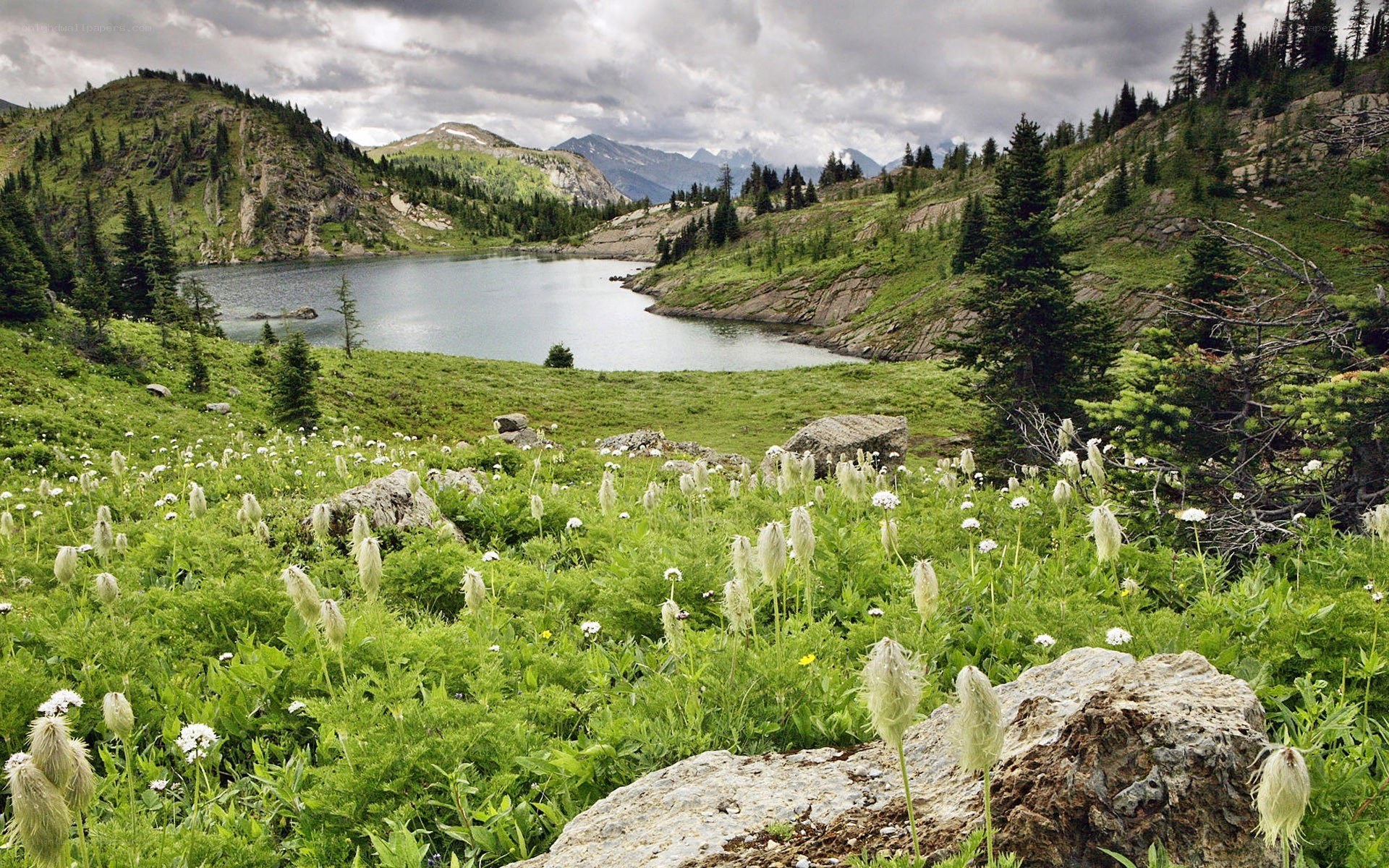 alpine lake with wildflowers