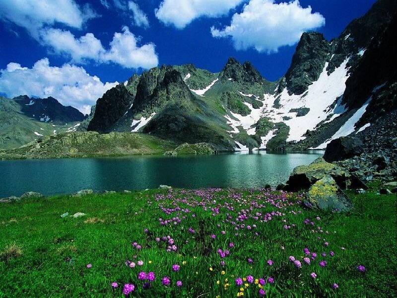 alpine lake with wildflowers