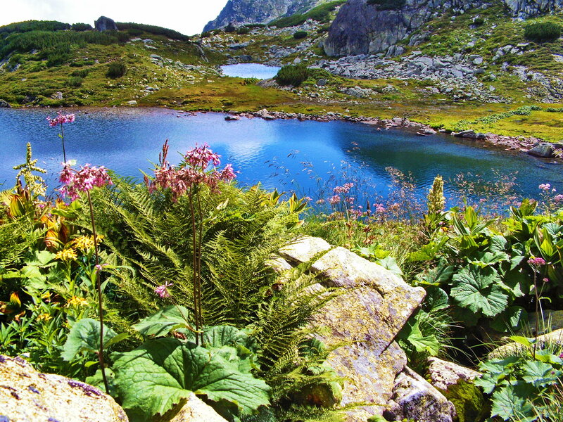 Alpine Lake with Wildflowers — Blue, Serene, Afternoon