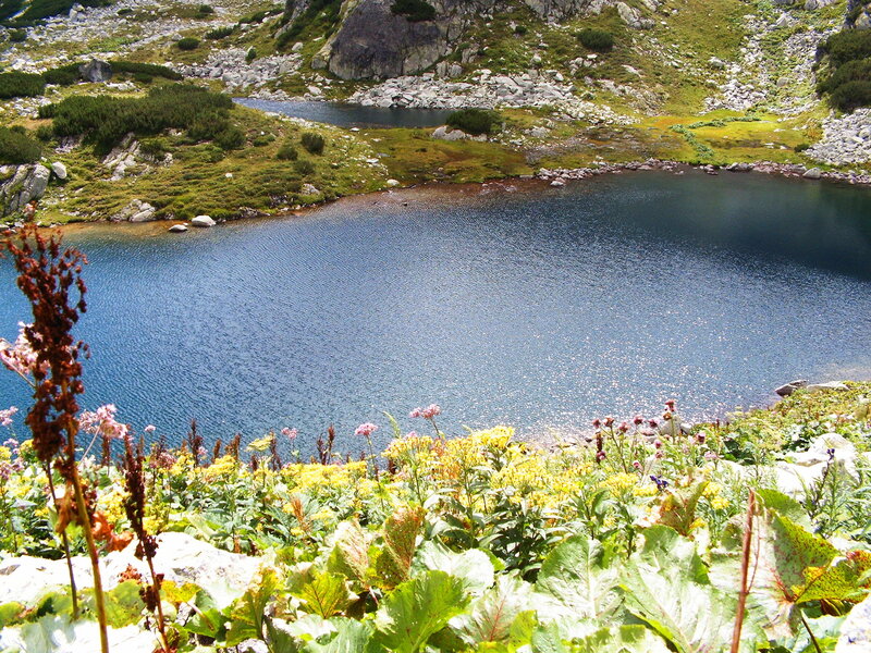 Alpine Lake with Wildflowers — Blue
