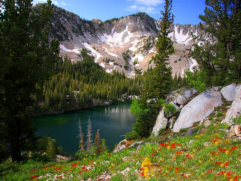 Alpine Lake with Wildflowers — Green, Serene, Summer, Photograph