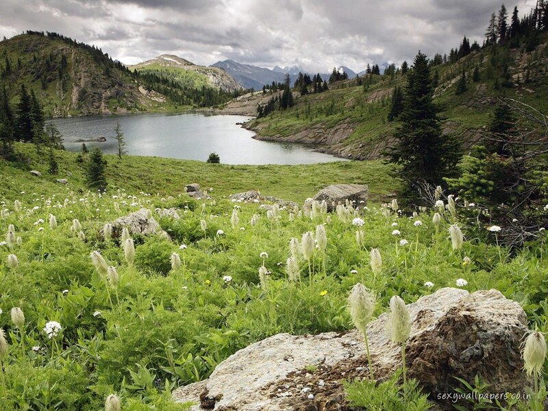 Alpine Lake with Wildflowers — Green, Serene