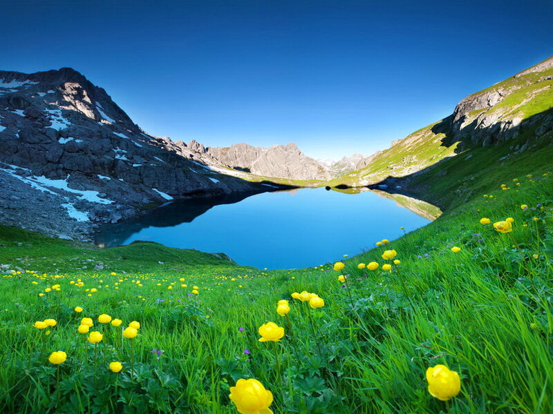 Alpine Lake with Yellow Flowers