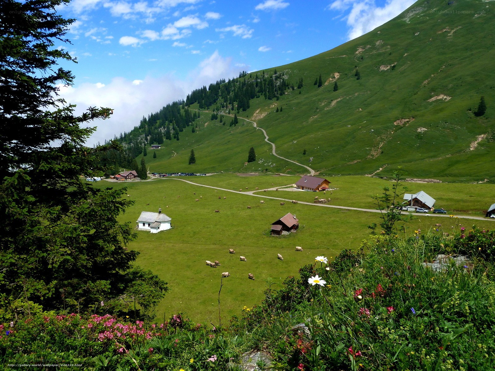 Alpine meadow with farmhouses