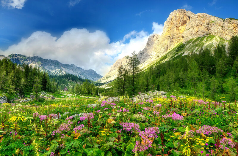 Alpine Meadow with Flowers — Green, Serene, Summer, Photograph, Mountains, Forest