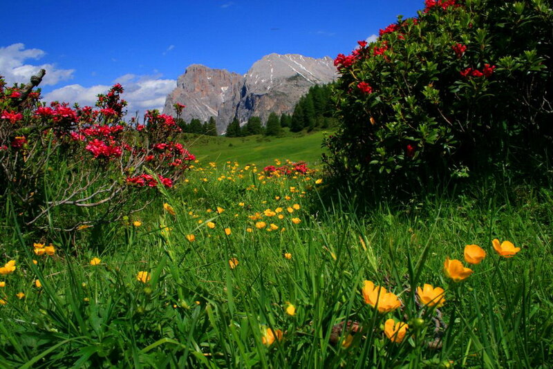 Alpine Meadow with Flowers — Green, Serene, Summer, Photograph, Mountains, Grass