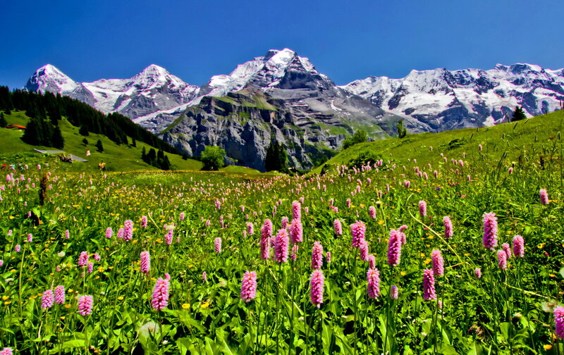 Alpine Meadow with Flowers — Green, Serene, Summer, Photograph, Mountains