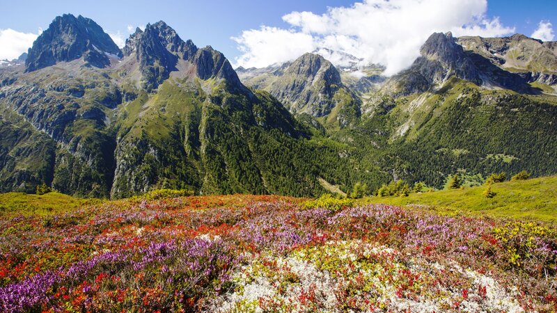 Alpine Meadow with Flowers — Green, Serene, Summer, Photograph, Mountains, Trees