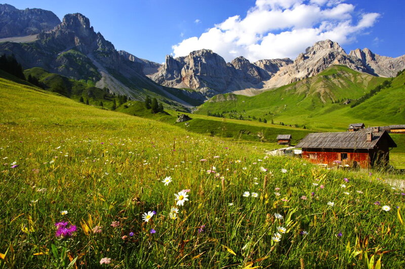 Alpine Meadow with Flowers — Green, Serene, Summer