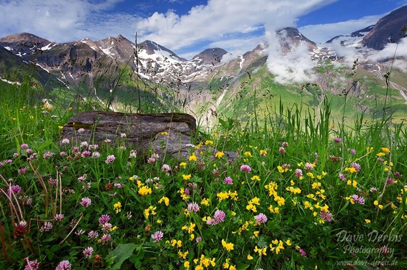 Alpine Meadow with Flowers — Green, Serene