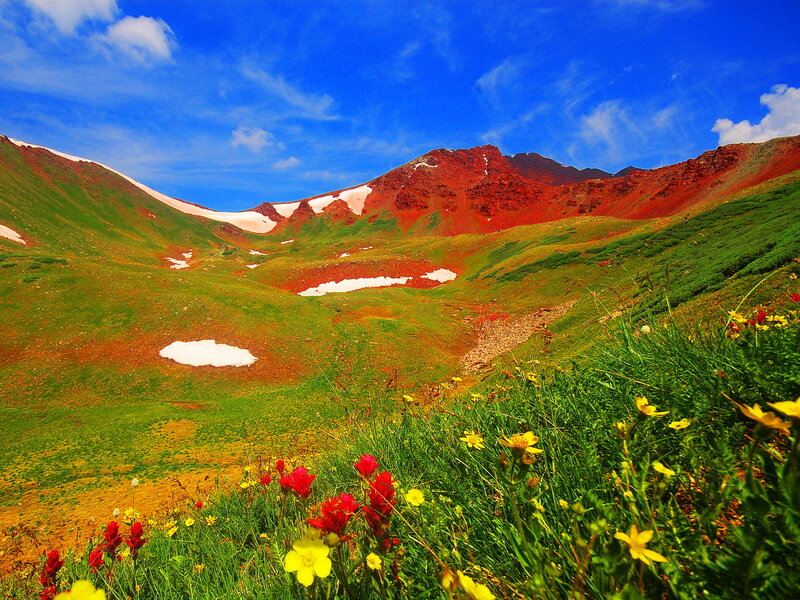 Alpine Meadow with Flowers — Green
