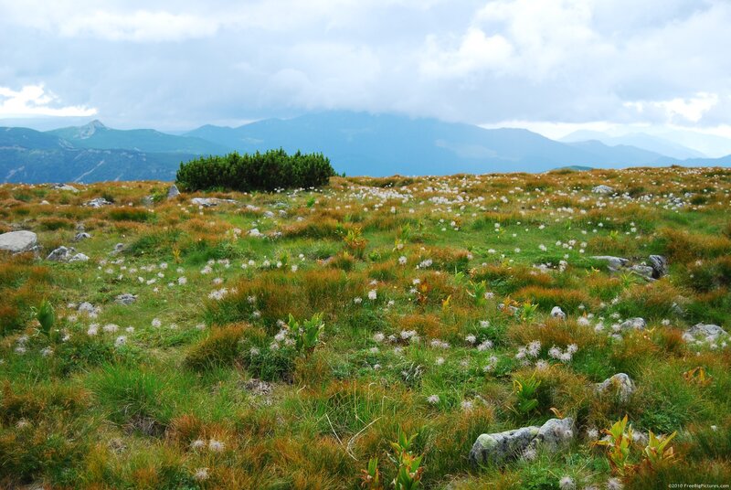 Alpine Meadow with Flowers