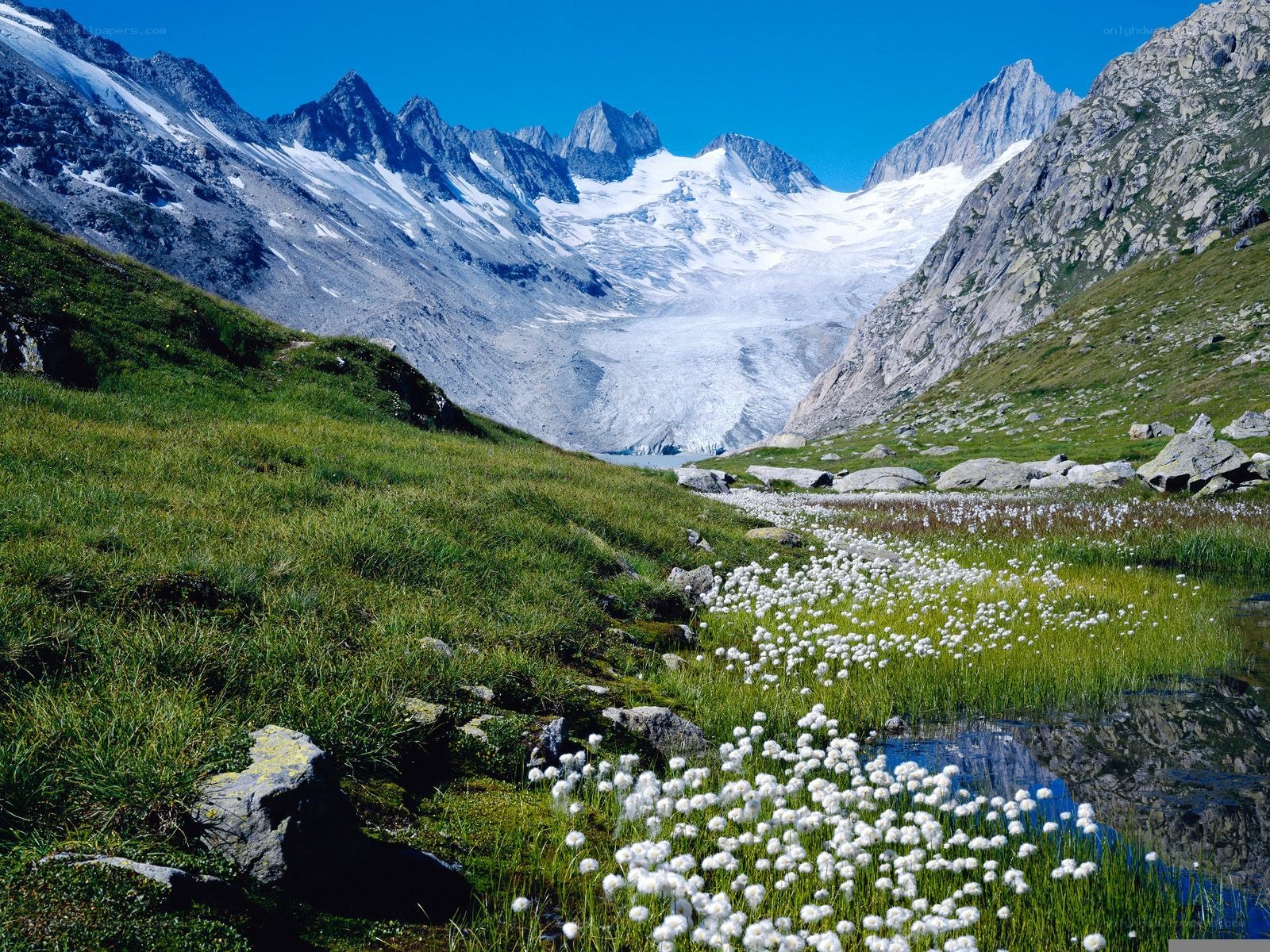 Alpine meadow with glacier