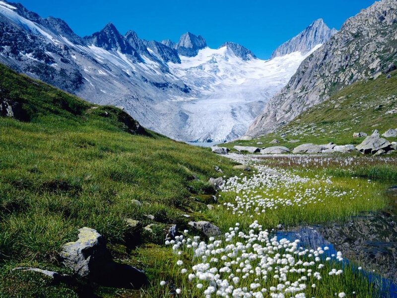 alpine meadow with glacier