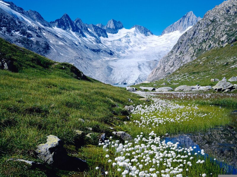 Alpine Meadow with Glacier — Green, Serene, Summer, Photograph