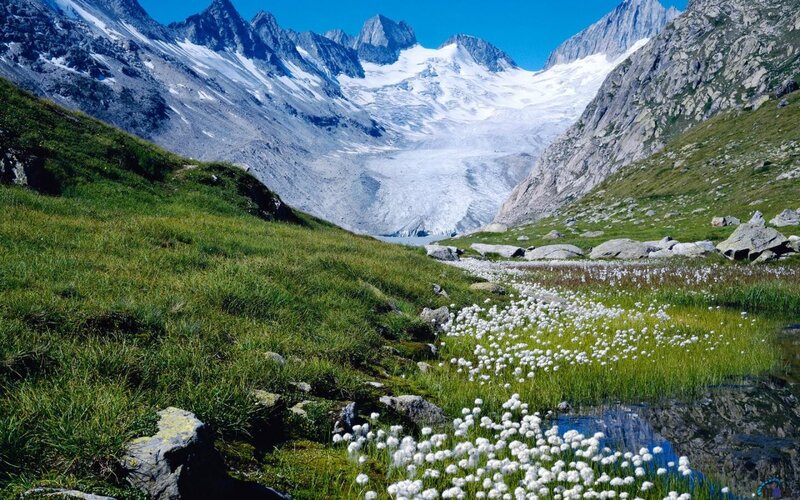 Alpine Meadow with Glacier — Green, Serene, Summer