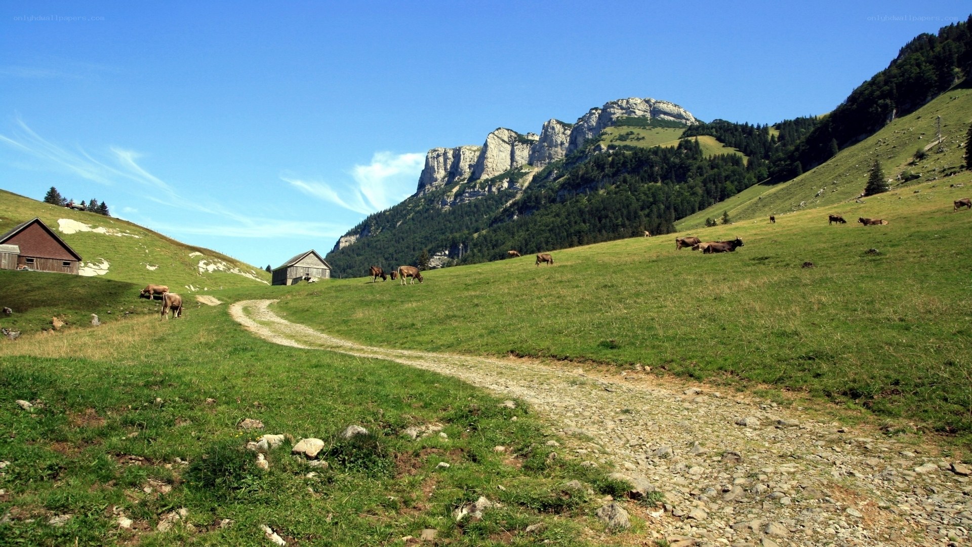 Alpine meadow with grazing cows