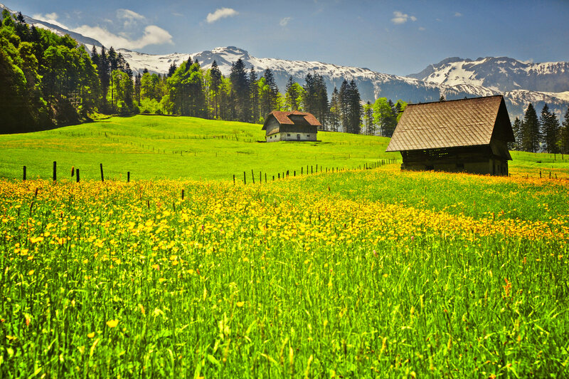 Alpine Meadow with Huts