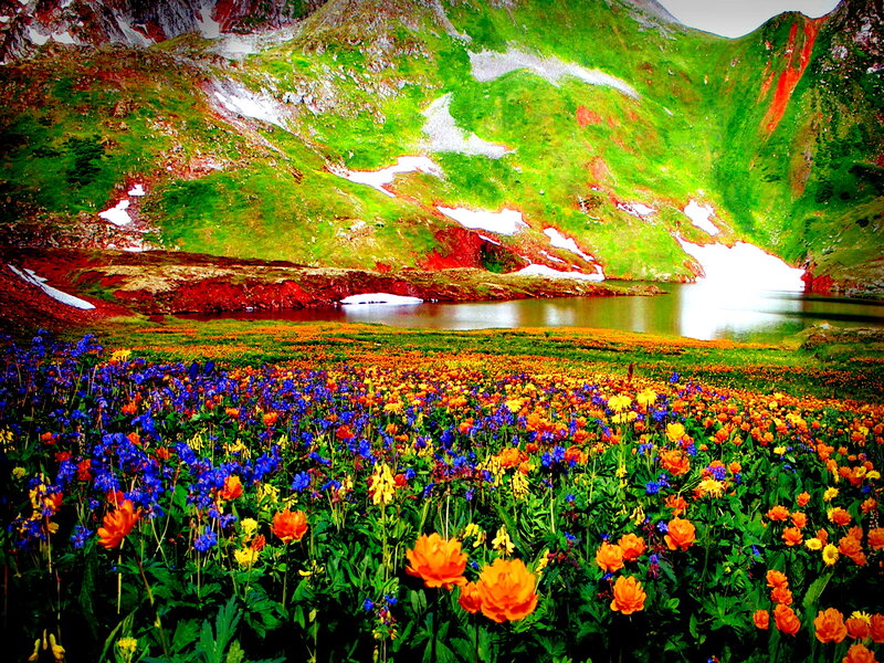 Alpine Meadow with Lake