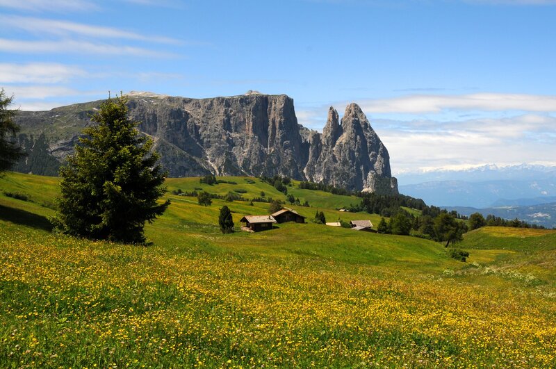 Alpine meadow with mountain backdrop