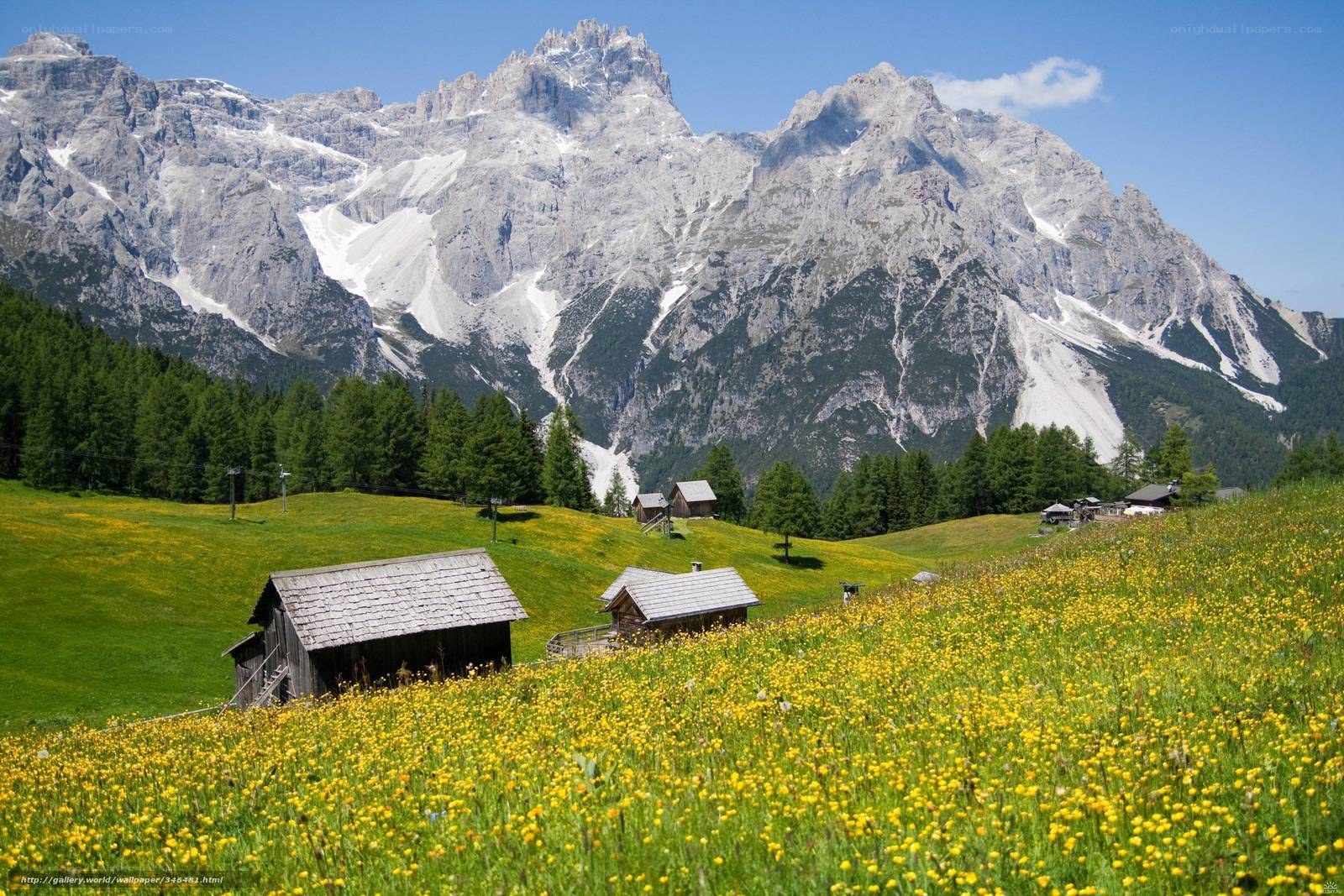 Alpine meadow with mountain backdrop