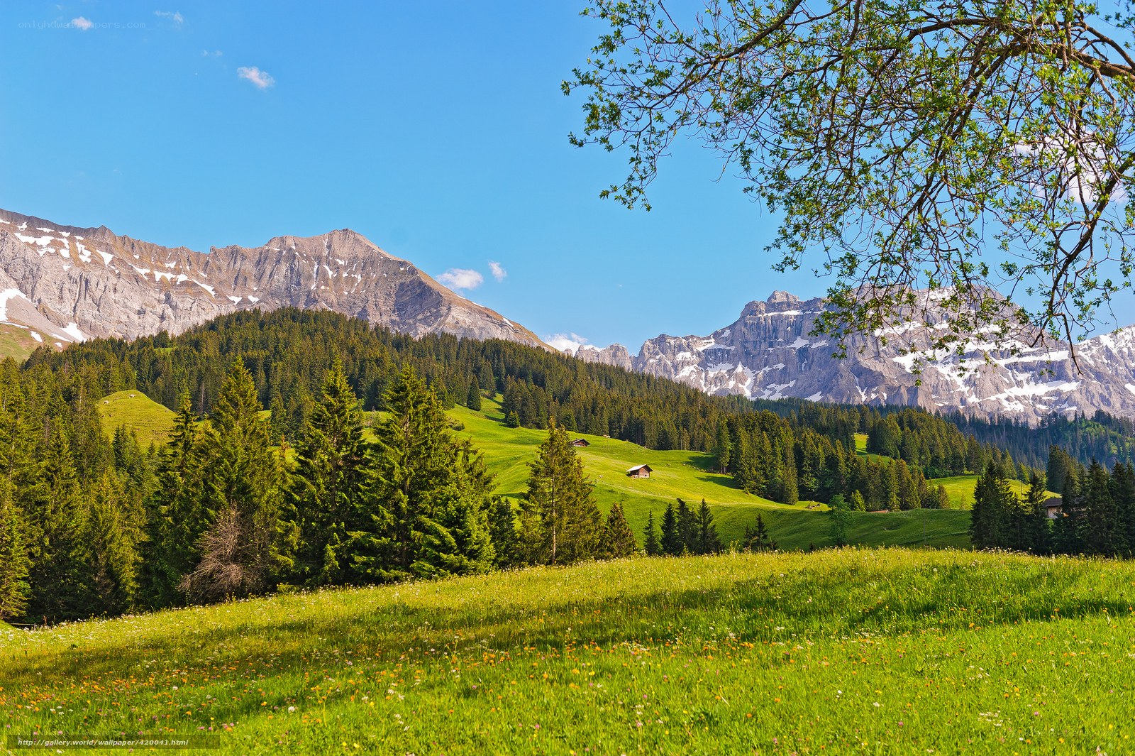 Alpine meadow with mountain view