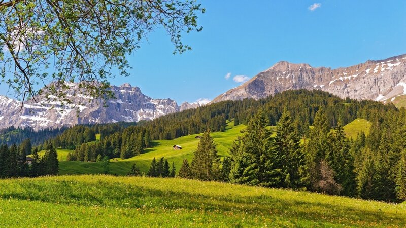 Alpine meadow with mountain view