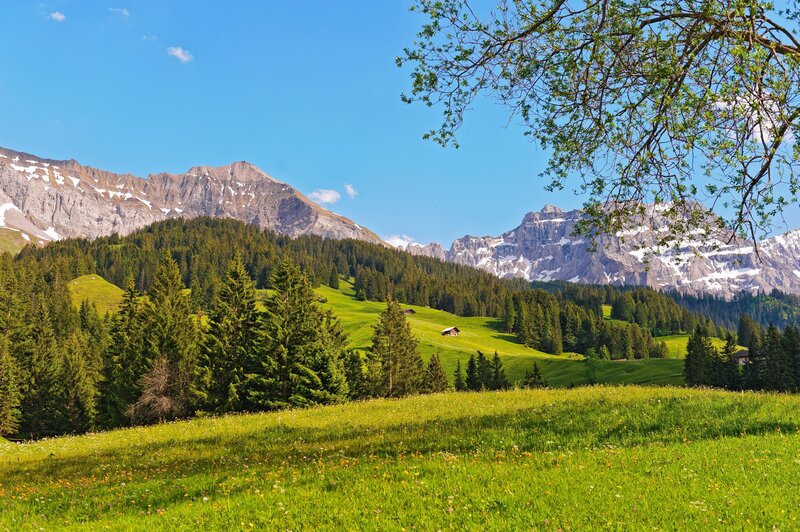 Alpine meadow with mountain view