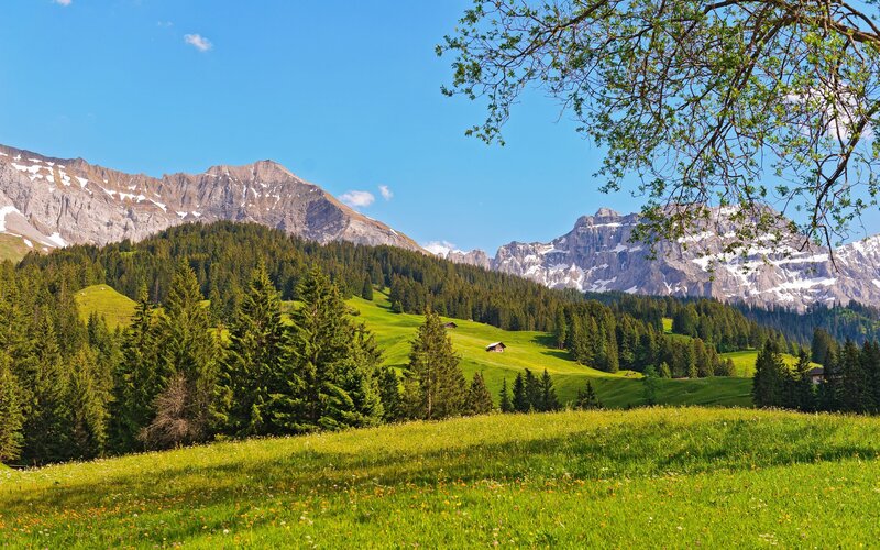 Alpine Meadow with Mountains — Green, Serene, Afternoon, Photograph, Trees, Hut
