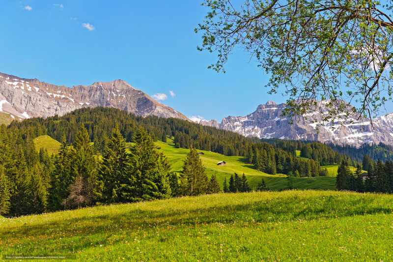 Alpine Meadow with Mountains — Green, Serene, Afternoon, Photograph, Trees