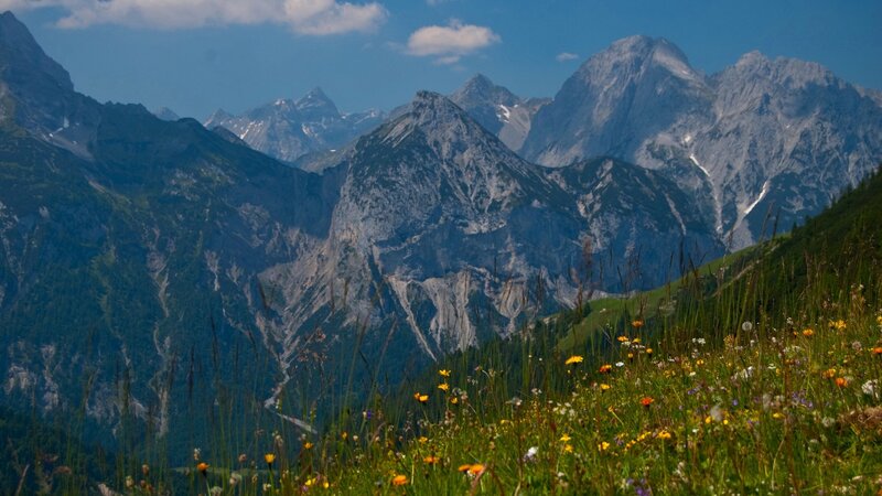 Alpine Meadow with Mountains — Green, Serene, Summer, Photograph, Flowers, Sky