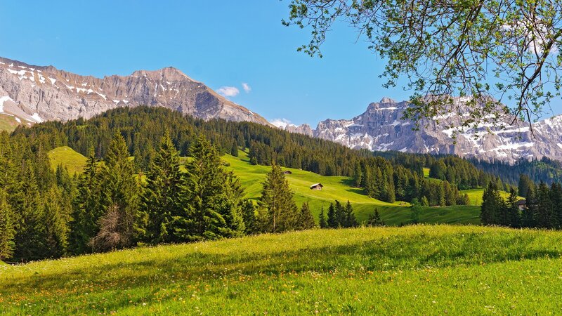 Alpine Meadow with Mountains — Green, Serene, Summer, Photograph